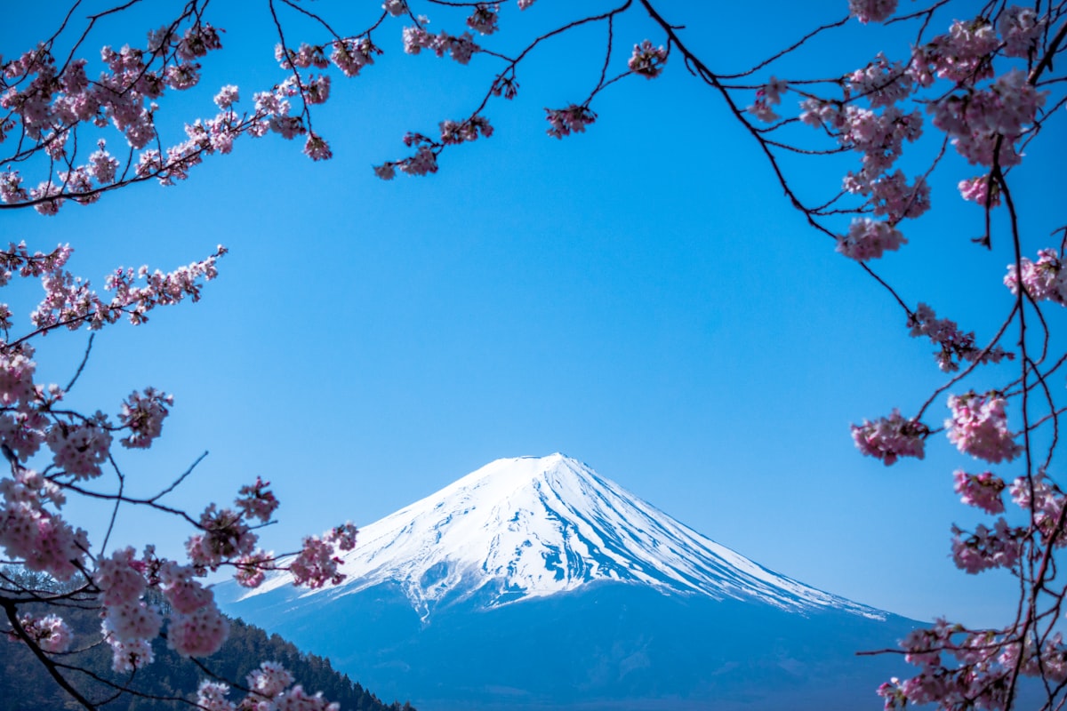 Mount Fuji with cherry blossoms